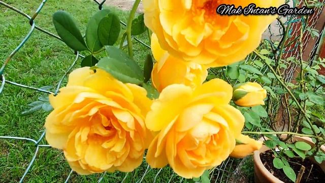 Climbing Rose GRAHAM THOMAS a David Austin Rose смотреть онлайн