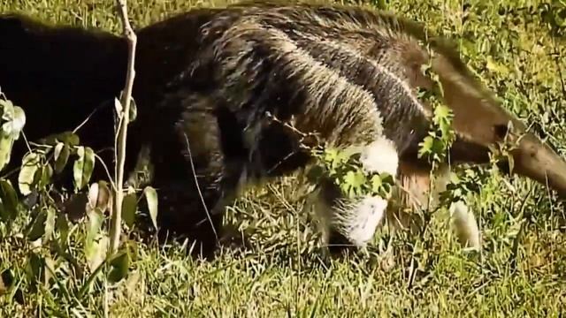 гигантский муравьед - пушистый, странного вида, зверь смотреть онлайн