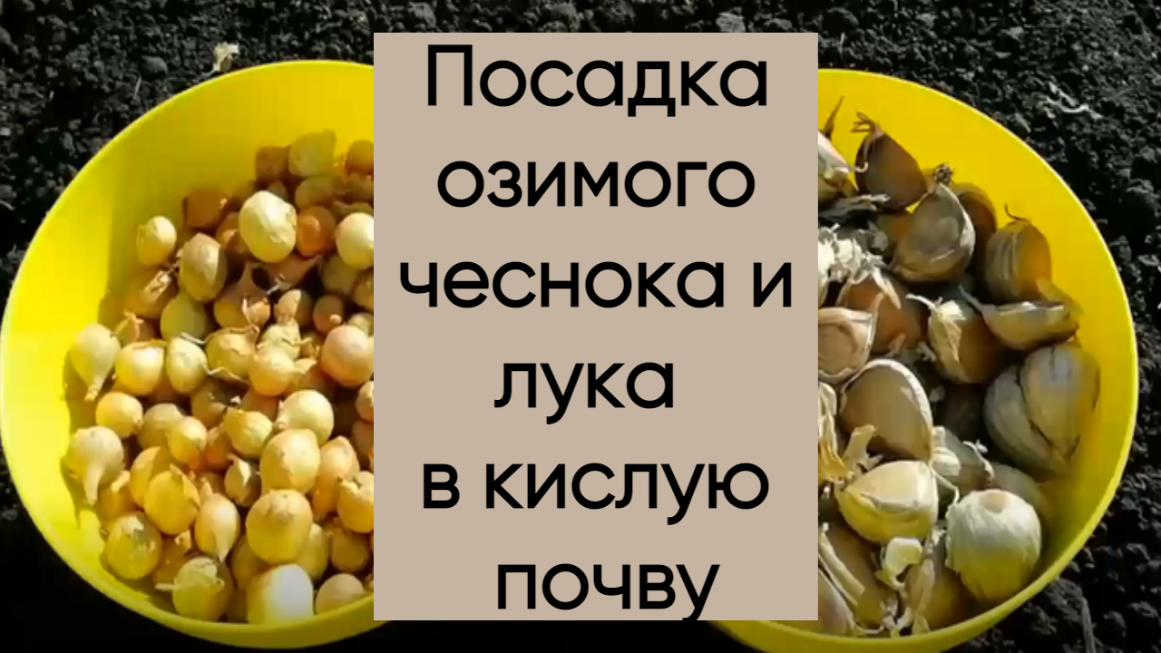 Посадка озимого лука и чеснока в кислую почву. смотреть онлайн