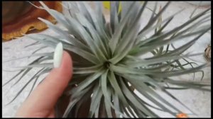 Тилландсия погибает? ? Или будет жить?