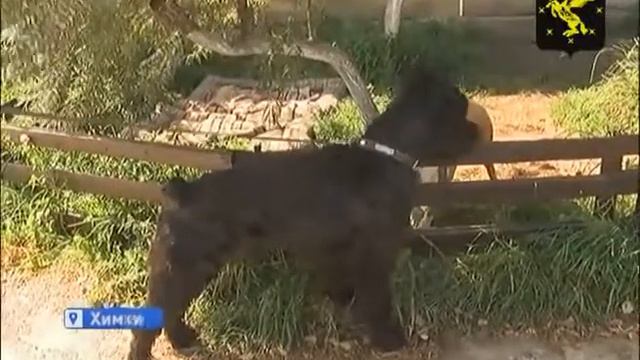 Химкинские приюты для животных после дачного сезона переполнены! смотреть онлайн