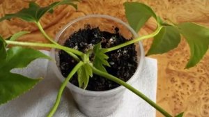 Как размножить фатсию. Способы размножения фатсии.