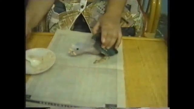Эти забавные животные (попугаи) смотреть онлайн
