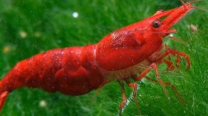 КРЕВЕТКА ВИШНЯ. СОДЕРЖАНИЕ И РАЗВЕДЕНИЕ В АКВАРИУМЕ