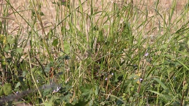 Zitting Cisticola - nest - (Cisticola juncidis) - Cyprus смотреть онлайн
