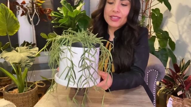 PLANTERINA / Hoya Linearis / Plant Mail / Plant Care And Review