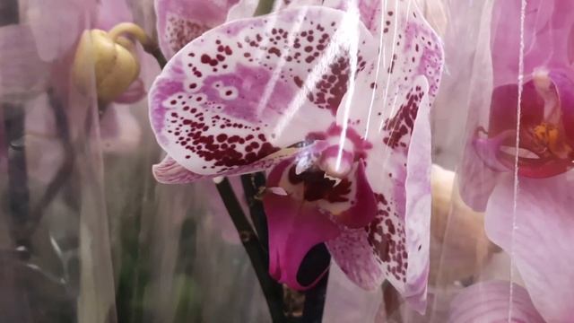 ОБЗОР ОРХИДЕЙ В АШАНЕ /17.12.22./ смотреть онлайн