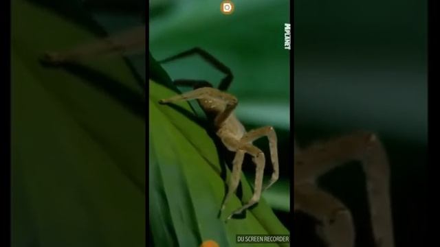 Паукообразные VS Насекомые:Листовидный богомолVS Бразильский блуждающий паук смотреть онлайн