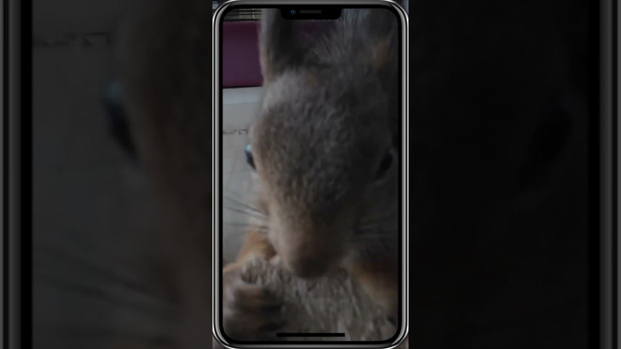 БЕЛКА ИЩЕТ ВИТАМИНЫ В РАЗНОЙ ЕДЕ ПОСЛЕ ЗИМЫ смотреть онлайн