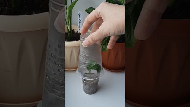 Как нарастить корни у спатифиллума (2 способ). смотреть онлайн