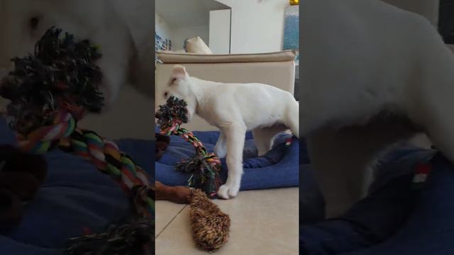 12-ый день дома смотреть онлайн