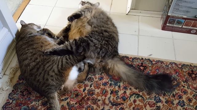 Fat cat fight смотреть онлайн