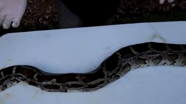 DISSECTING 15 FOOT GIANT PYHON ! WHAT DID SHE EAT ?! смотреть онлайн