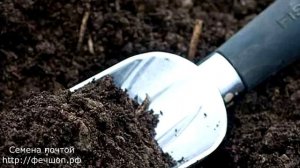 Что посадить на рассаду в декабре и январе  ФЛОКСЫ