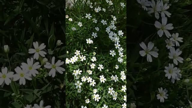 Маи фиалки ацените смотреть онлайн