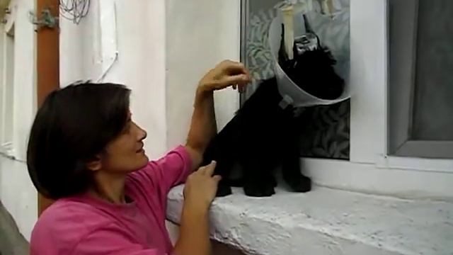 п-к Роман-Кош..Роман-Кош Лотос в воротнике. купировка. сын Роман-Кош Есмиральды и РК Джайва Квика смотреть онлайн