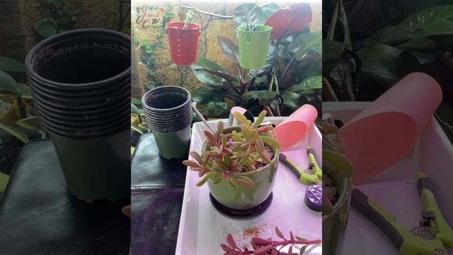 Plant Vlog 019 || PEPEROMIA GRAVEOLENS || Peperomia Ruby Glow || General Care & Propagation