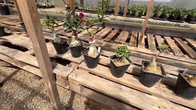 Когда начнутся продажи взрослых растений? смотреть онлайн