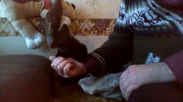 Домашний соболь линяет смотреть онлайн
