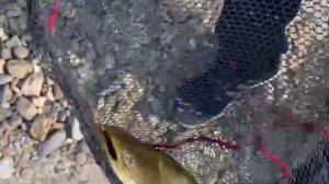 Рыбалка на Реке Зея