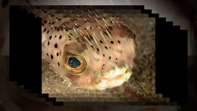 НАШЕСТВИЕ ЯДОВИТЫХ РЫБ В ТУРЦИИ В СРЕДИЗЕМНОМ МОРЕ смотреть онлайн