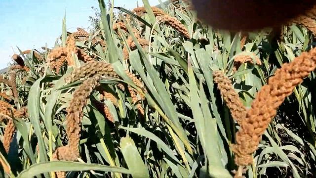 обзор чумизы часть 2 смотреть онлайн