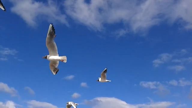 Race With Seagulls, Sea, カモメ、海. Наперегонки с чайками, Море
