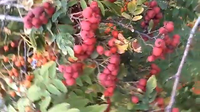 Боярышник и рябина, лето 17. смотреть онлайн