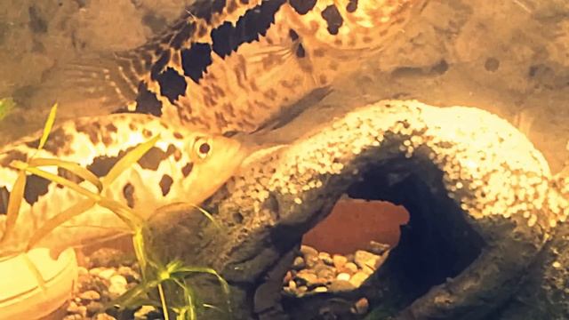 Мои Рыбки-Ягуар ( Цихлазома манагуанская, или Цихлида ягуар ) смотреть онлайн