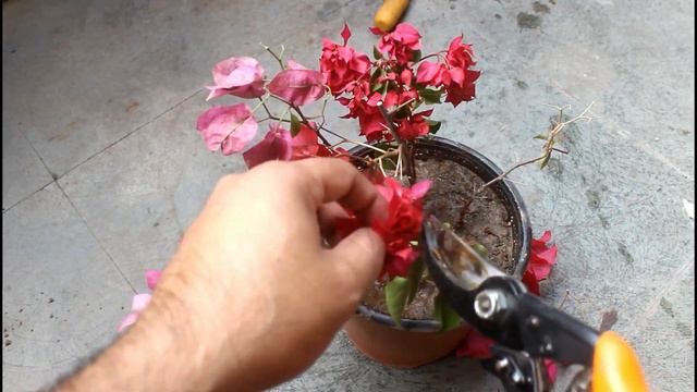 5 WORST Mistakes Made To Increase Flowering in Bougainvillea! смотреть онлайн