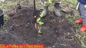 Как посадить черноплодную рябину чтоб она прижилась.Сажаем черноплодную рябину простой способ.