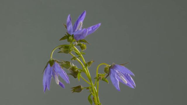 SLOW MOTION VIDEO - BELL FLOWERS BLOOMING смотреть онлайн