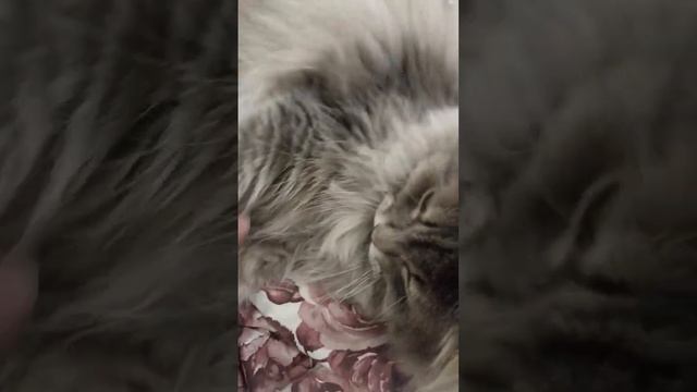 я хотел его погладить по животу а он меня кусает😅#кот#котики#котята#симба смотреть онлайн