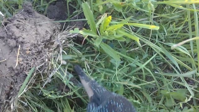 Поиск с Эквинокс 800 Я раззява, оставил монету в ямке! смотреть онлайн