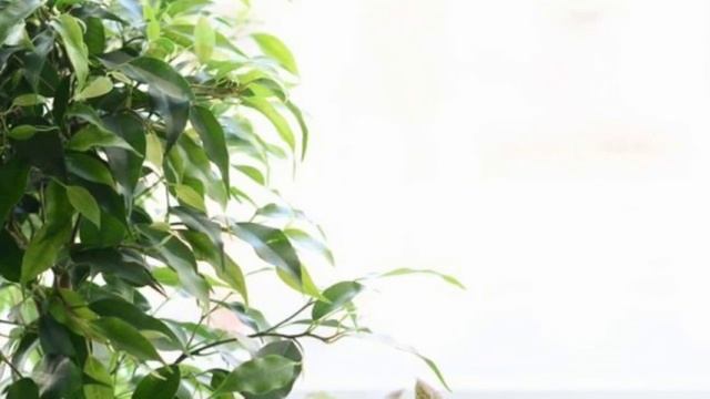 Какой комнатный цветок лучше подарить? смотреть онлайн