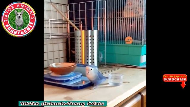 ?? Animals-Funny and Cute - Animal Video#03 || Animals-Funny and Cute Channel. смотреть онлайн