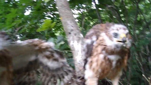 Птенцы ястреба-тетеревятника повзрослели/The goshawk`s nestlings are getting older. смотреть онлайн