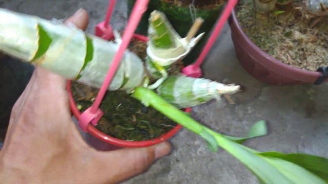 Orquídea catasetum / dicas de cultivo смотреть онлайн