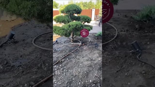 Сосна горная гном Ниваки бонсай производство Германия Nivaki смотреть онлайн
