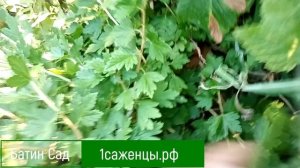 Крыжовник Черносливовый