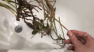 Каттлея, что делать после покупки растения