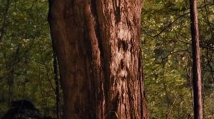 Дом в конце улицы( 2012)