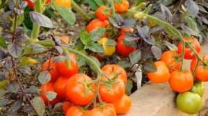 Помидоры Санька: характеристика -описание сорта томата САНЬКА