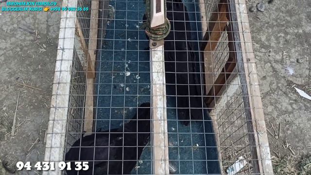 ХОЛДАНБЕК КАБУТАР БОЗОРИ НАРХЛАРИ KABUTAR BOZORI NARXLARI