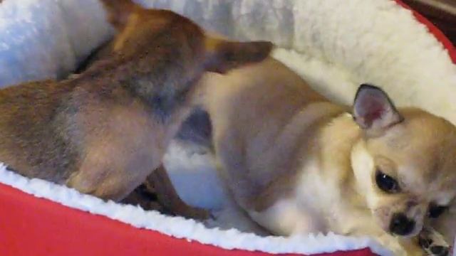 той терьер и чихуа хуа.AVI