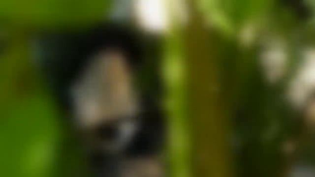 Relax music with pandas - treatment for the heart and blood vessels, relaxation смотреть онлайн