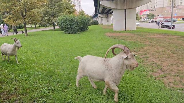 Знаменитые козлы😂Вот как они только домой добираются?#смешно #козлы #москва #навигация #дорогадомой смотреть онлайн