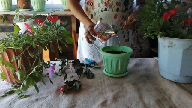 Размножение роз, проверенный способ смотреть онлайн