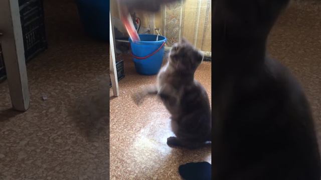 Вислоухий кот ест мясо смотреть онлайн