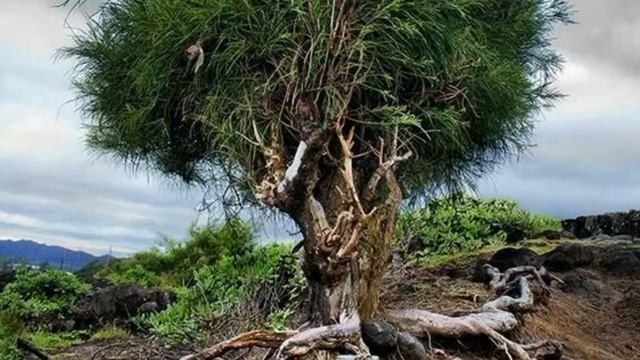 Биология 6 класс (Пасечник) Параграф 39 «Виды корней и типы корневых систем» аудио смотреть онлайн